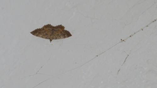Camptogramma sp.